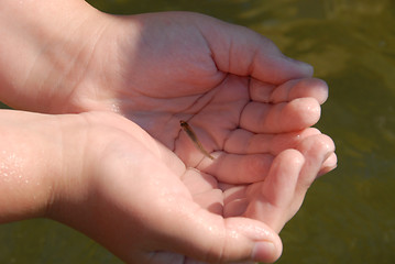 Image showing very young and little fish