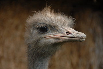 Image showing Ostrich