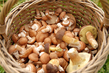 Image showing Mushrooms in basket