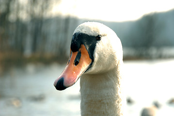 Image showing swan