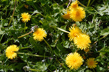 Image showing Dandelions