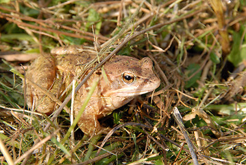 Image showing frog or toad