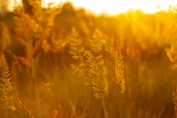 Image showing Golden colored grass in evening sunshine, close up background or wallpaper