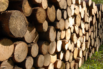 Image showing pile of Wood