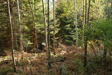 Image showing autumn forest