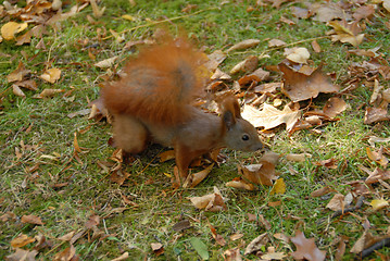 Image showing red squirrel