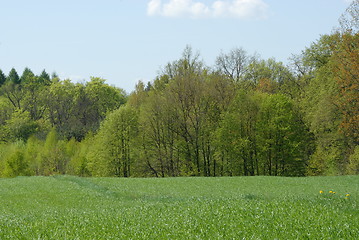 Image showing young wheat