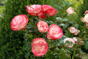 Image showing flowers in my garden