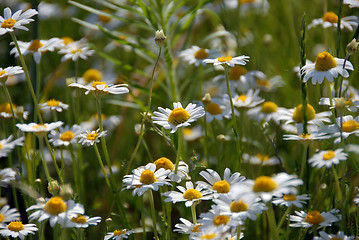 Image showing camomile