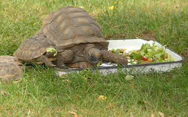 Image showing tortoise