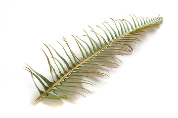 Image showing Fern Frond on White