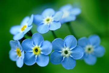 Image showing Forget-Me-Nots