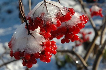 Image showing The First frost.