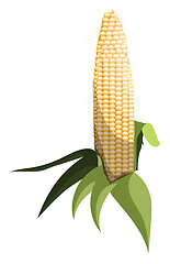 Image showing Light yellow sweet corn cob with green leafs vector illustration