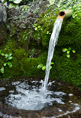Image showing Japanese water bamboo