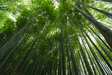 Image showing Bamboo groves