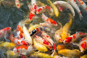 Image showing Koi Carps Fish Japanese swimming