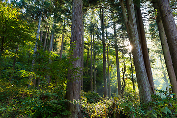 Image showing Forest and sunlight