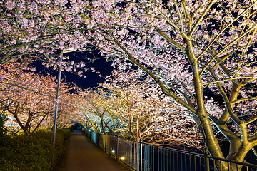 Image showing Sakura tree in kawazu at night