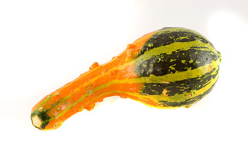 Image showing Ornamental Squash