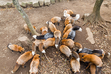 Image showing Fox eating food