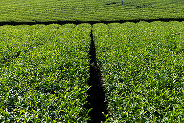 Image showing Green Tea Plantation