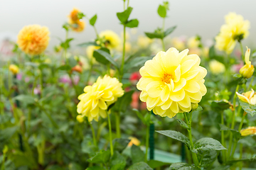 Image showing Yellow chrysanthemum