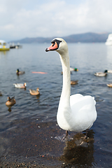 Image showing Swan and duck in the lake