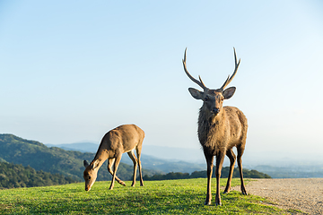 Image showing Bulk deer