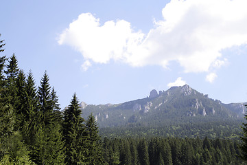 Image showing Forest landscape