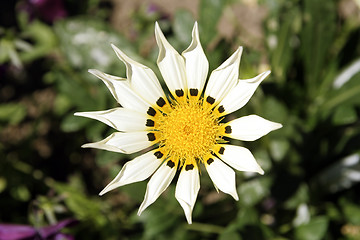 Image showing Flower