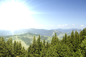 Image showing Forest landscape