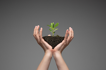 Image showing Human hands holding a fresh green plant, symbol of growing business, environmental conservation and bank savings. Planet in your hands.