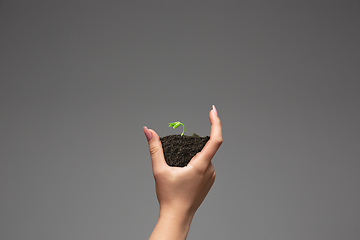 Image showing Human hands holding a fresh green plant, symbol of growing business, environmental conservation and bank savings. Planet in your hands.