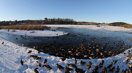 Image showing Østensjøvannet