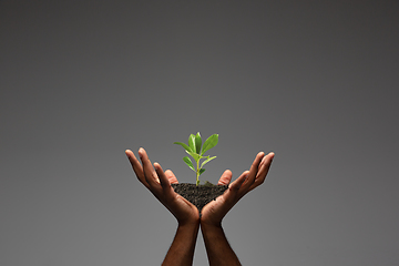 Image showing Human hands holding a fresh green plant, symbol of growing business, environmental conservation and bank savings. Planet in your hands.