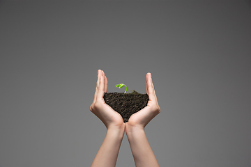 Image showing Human hands holding a fresh green plant, symbol of growing business, environmental conservation and bank savings. Planet in your hands.