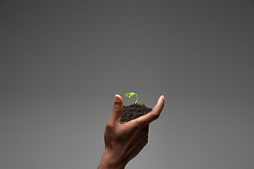 Image showing Human hands holding a fresh green plant, symbol of growing business, environmental conservation and bank savings. Planet in your hands.