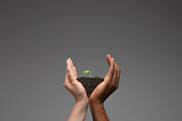 Image showing Human hands holding a fresh green plant, symbol of growing business, environmental conservation and bank savings. Planet in your hands.