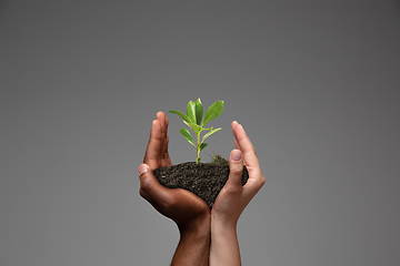 Image showing Human hands holding a fresh green plant, symbol of growing business, environmental conservation and bank savings. Planet in your hands.