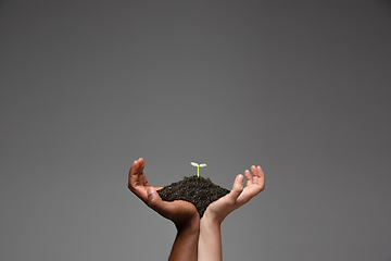 Image showing Human hands holding a fresh green plant, symbol of growing business, environmental conservation and bank savings. Planet in your hands.