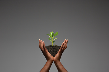 Image showing Human hands holding a fresh green plant, symbol of growing business, environmental conservation and bank savings. Planet in your hands.