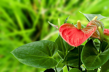 Image showing Cala Lily 