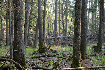 Image showing Alder tree deciduous stand in morning