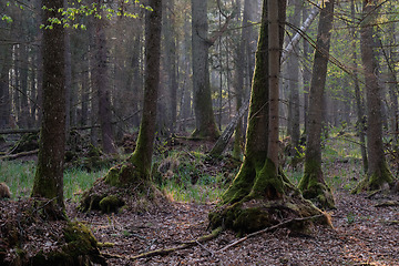 Image showing Alder tree deciduous stand in morning