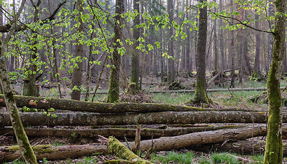 Image showing Old ash trees broken lying in springtime morning