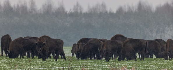 Image showing European Bison herd grazing in snowfall