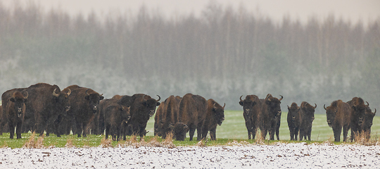 Image showing European Bison herd resting in snowfall