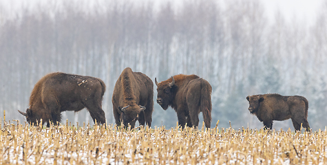 Image showing European Bison herd resting in snowy field