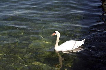 Image showing Swan